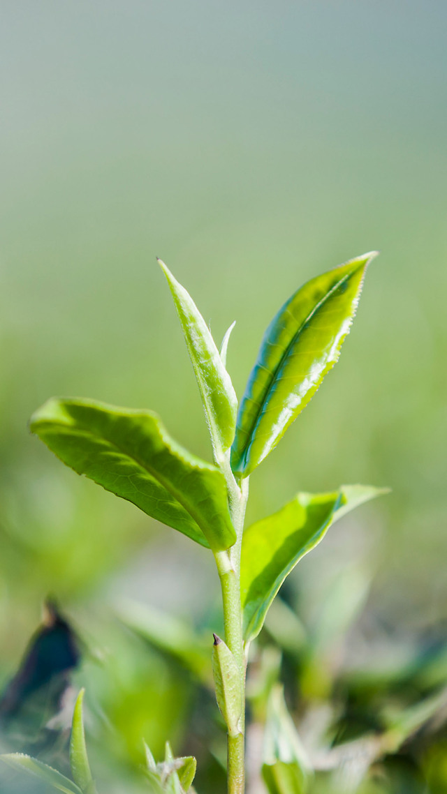 微信桌面壁紙綠色的樹苗~植物