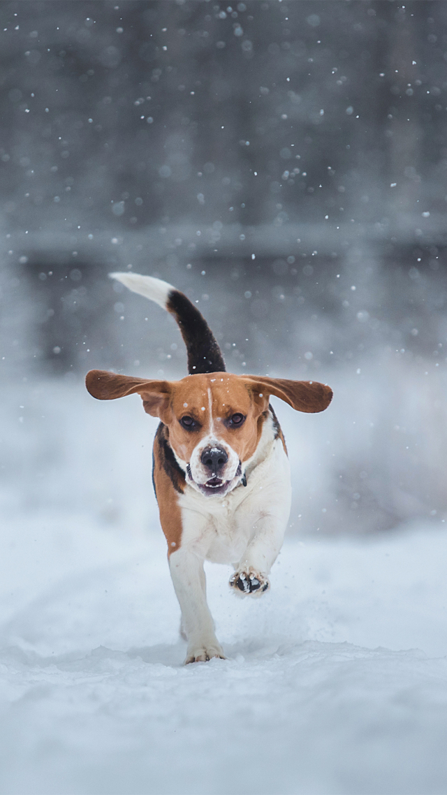 【雪地奔跑的狗狗】