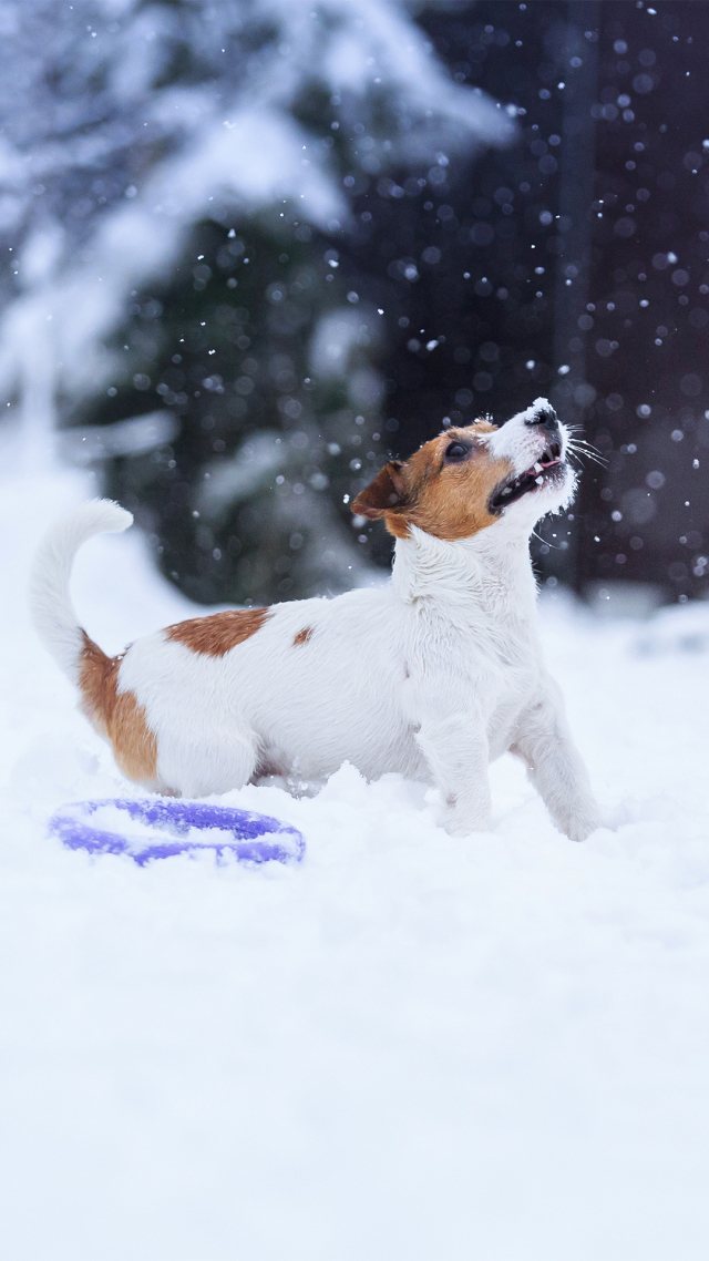 【狗狗玩雪】