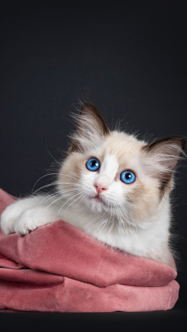 #摆拍的猫咪 可爱 (4)