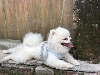 白狗子