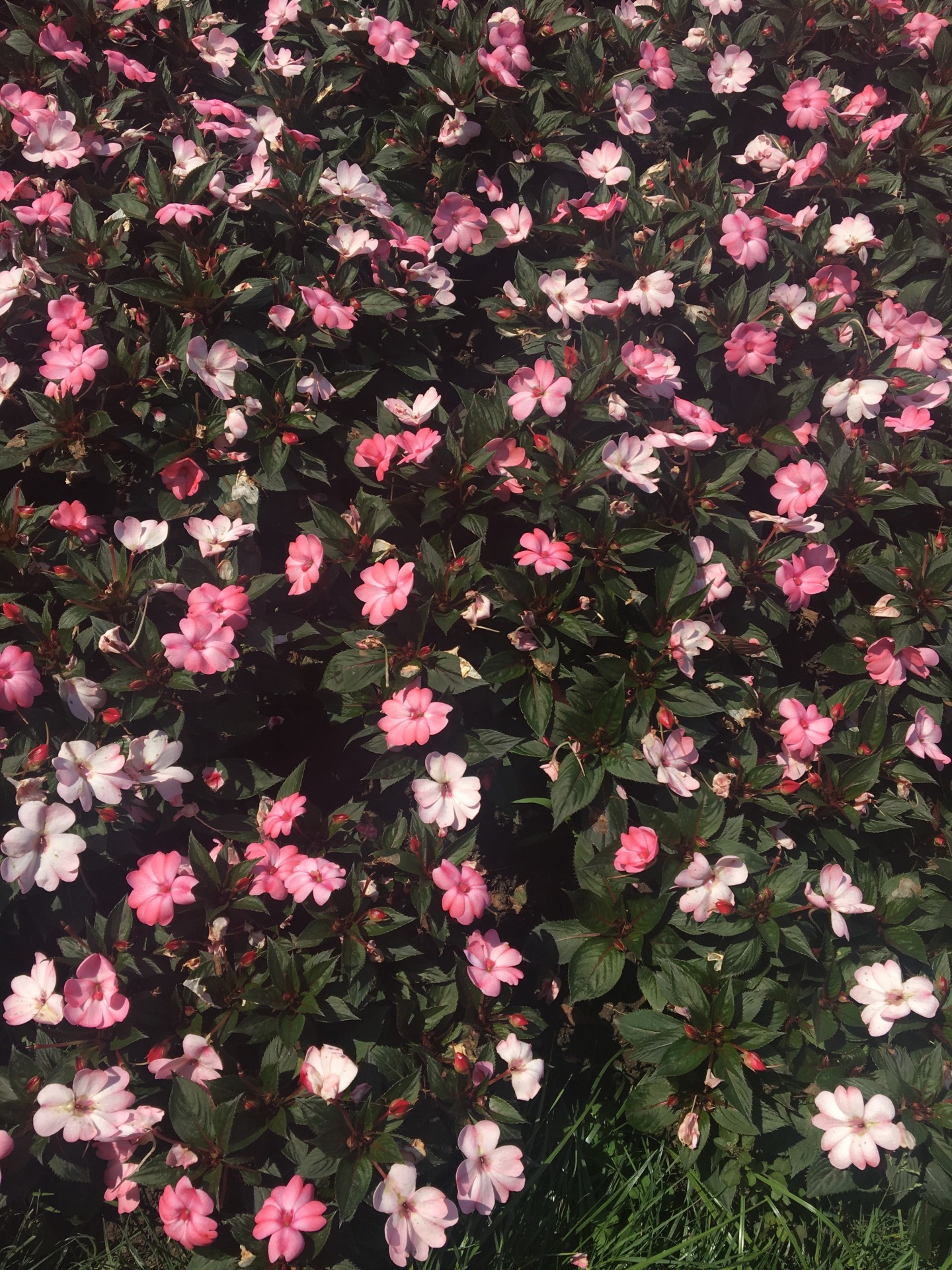 手機壁紙花叢