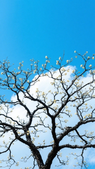 树