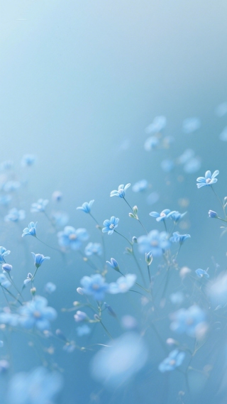 蓝花
