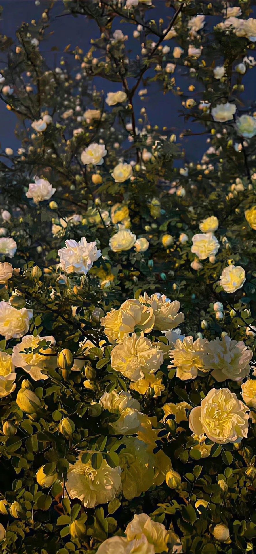 白色玫瑰花朵