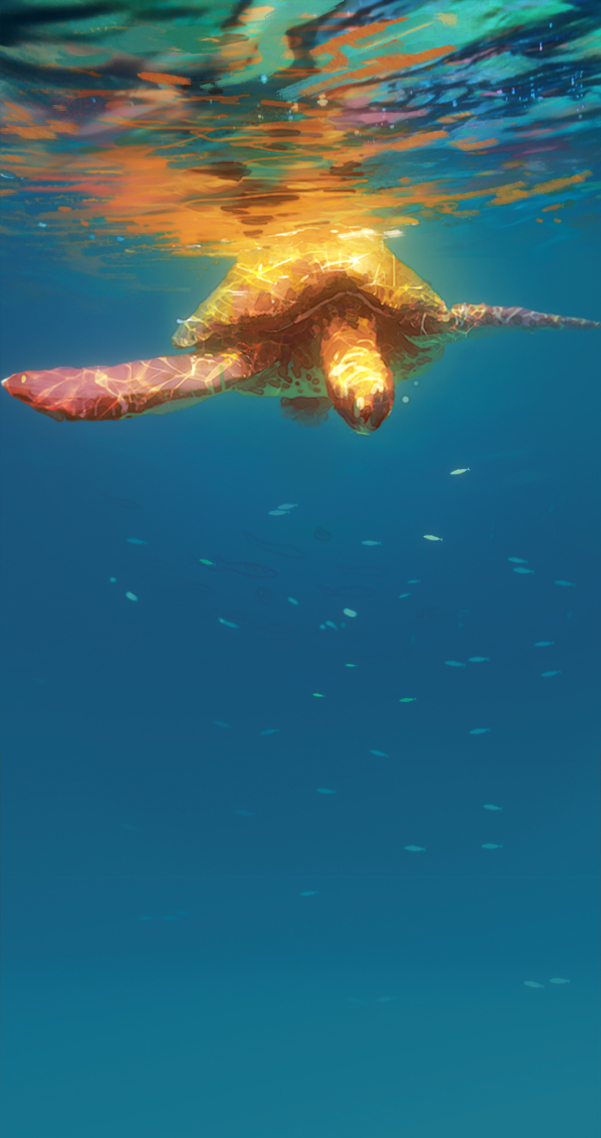 手机屏幕图片壁纸海龟