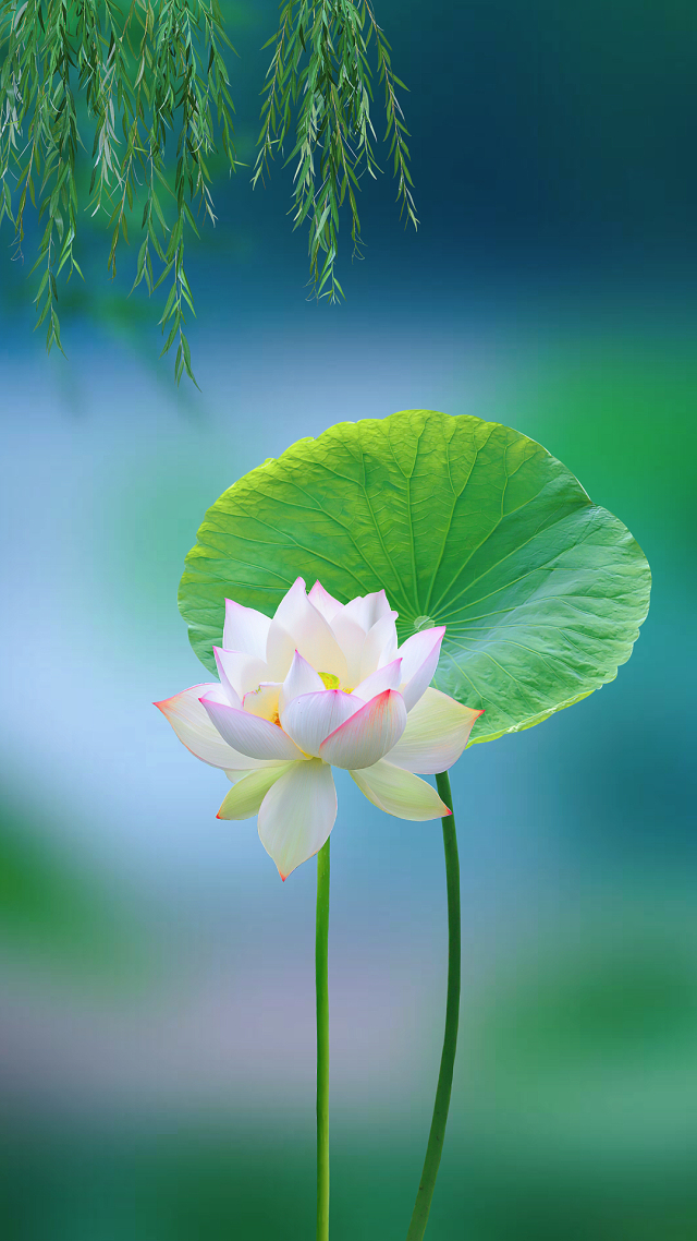 荷花靜態壁紙