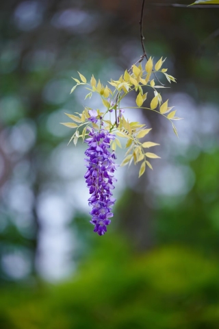 紫色花