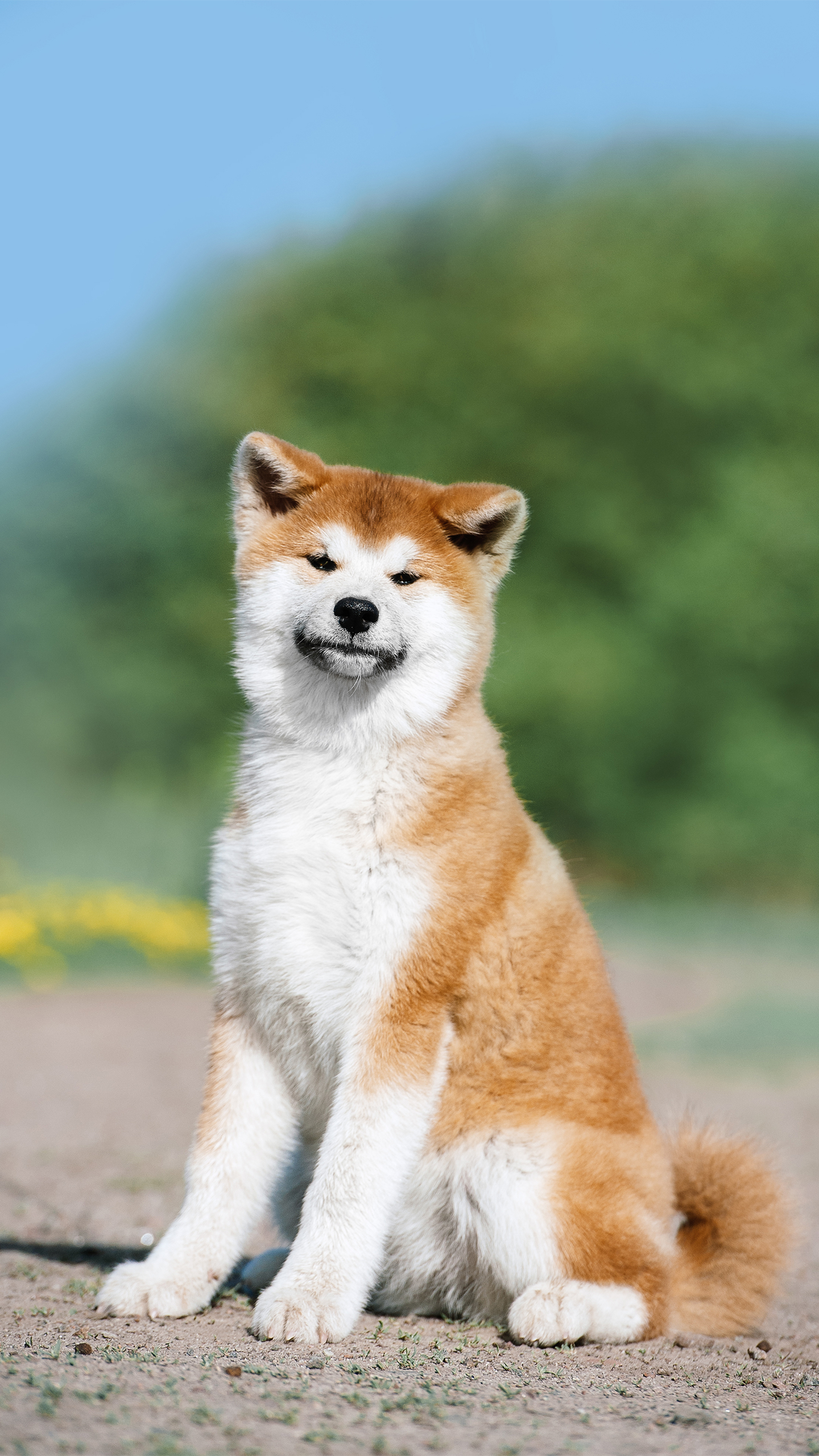 @可愛柴犬 萌寵 (2)