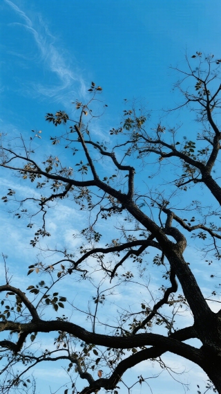 树