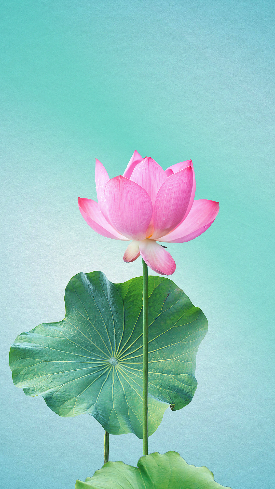 荷花静态壁纸