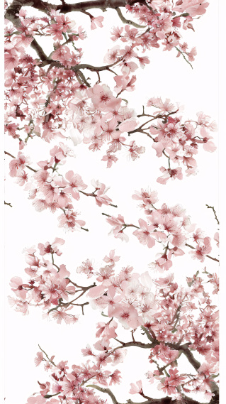 樱之花