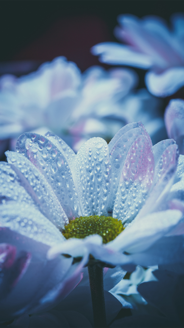 【盛开的小雏菊】