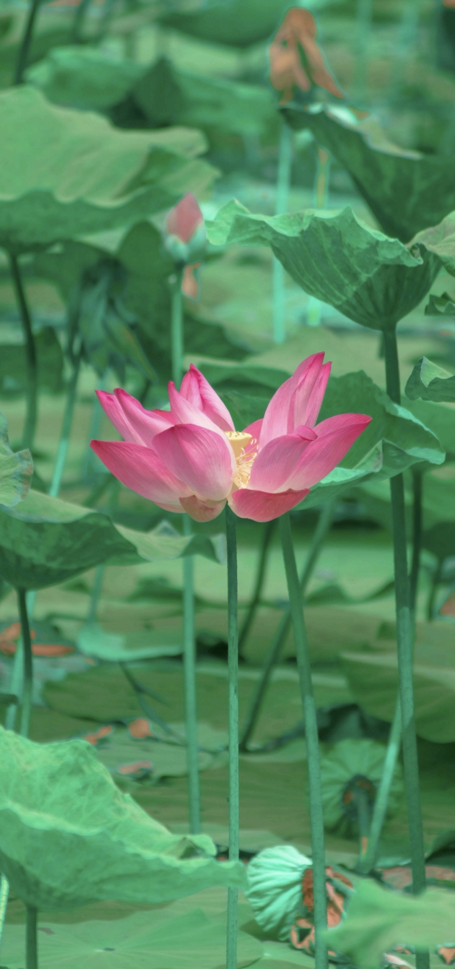 荷花開
