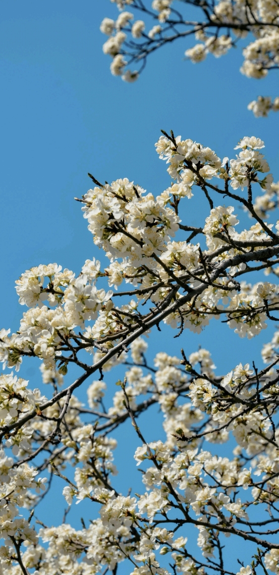 清新樹枝花