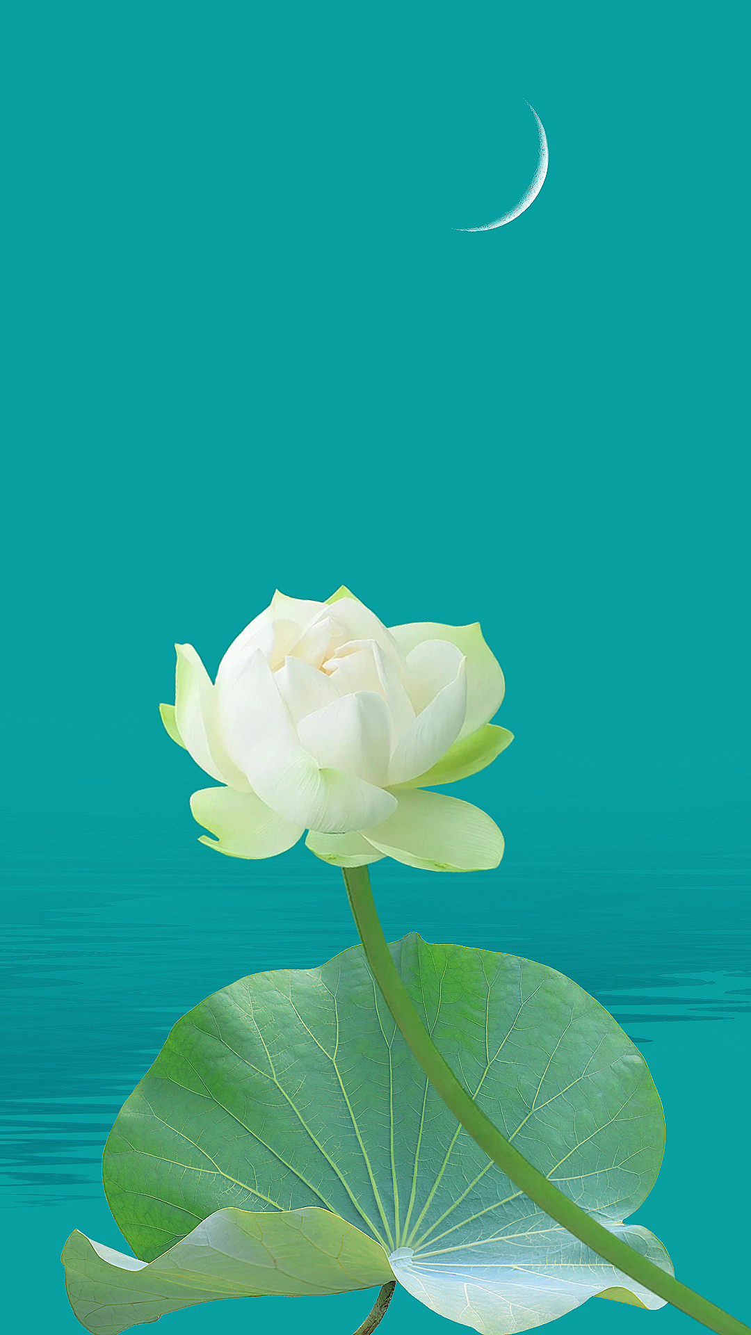 荷花静态壁纸