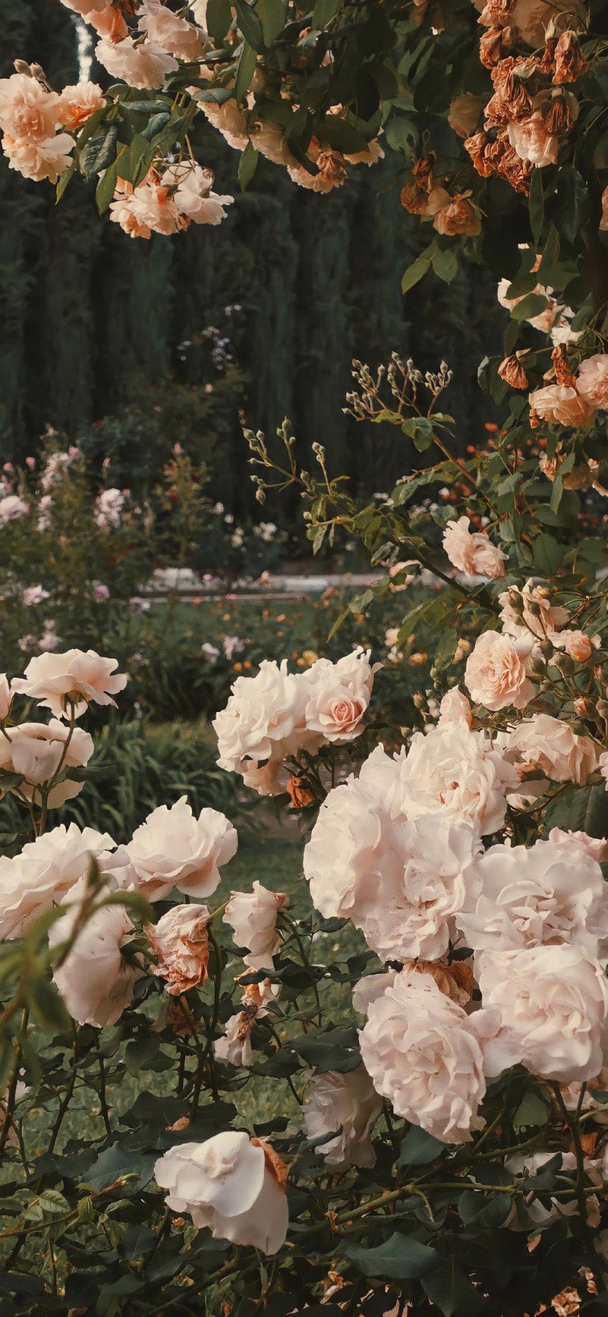 花丛