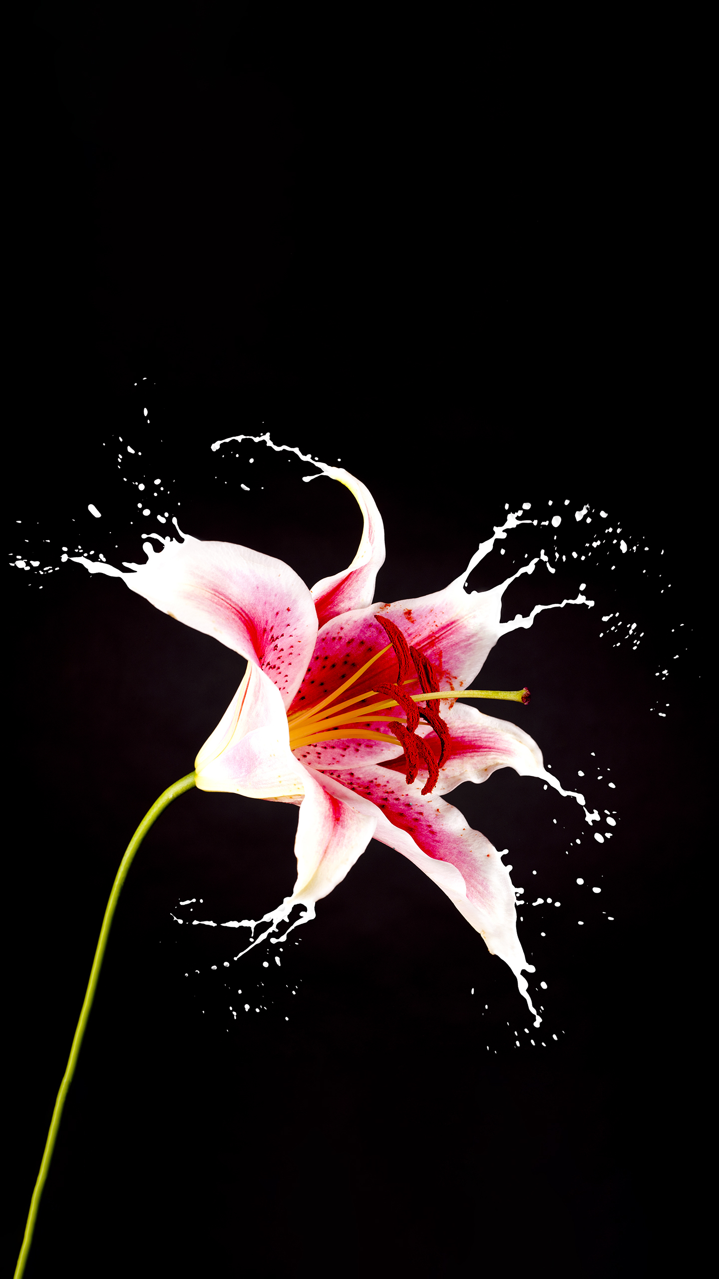 【盛開的百合 簡約花卉】