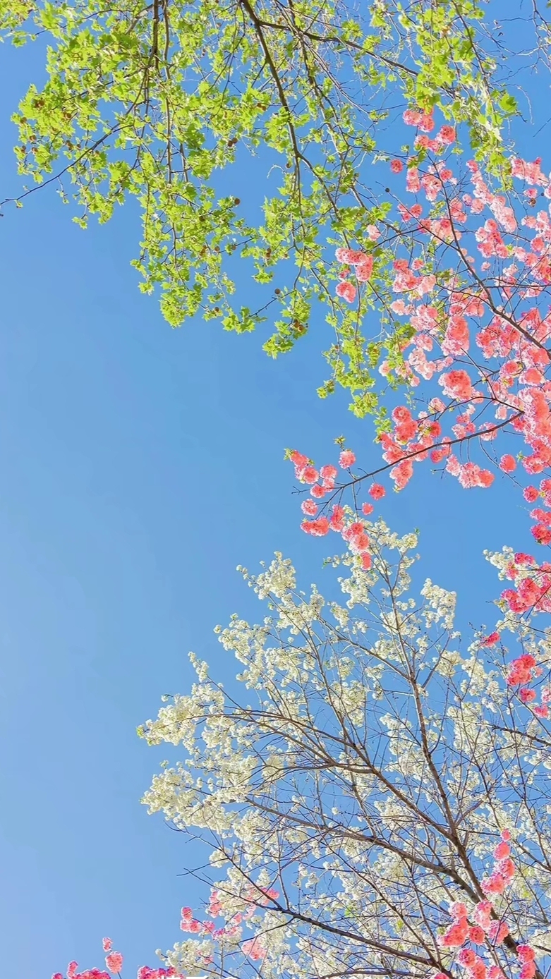 藍天動漫