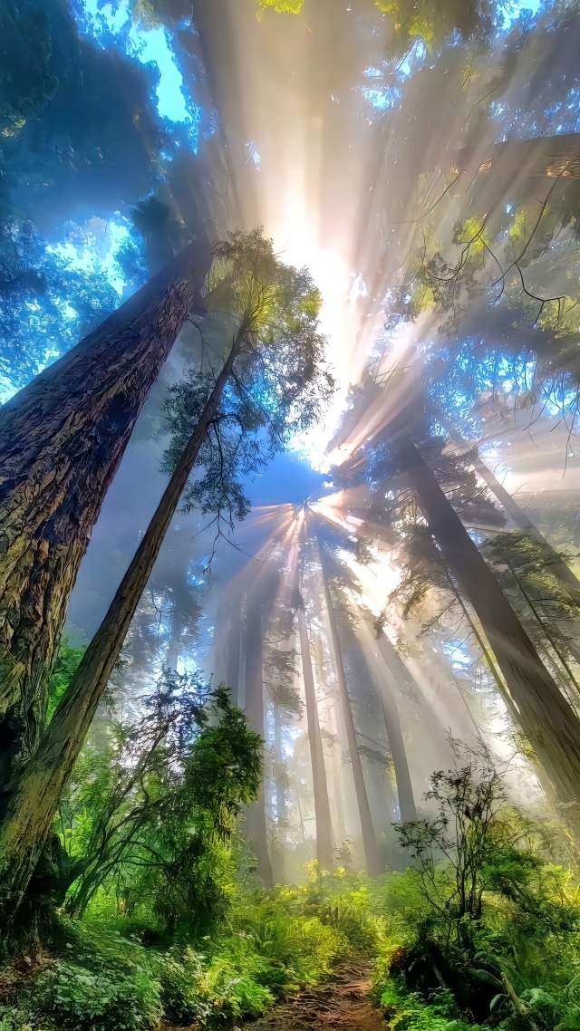 奇幻森林