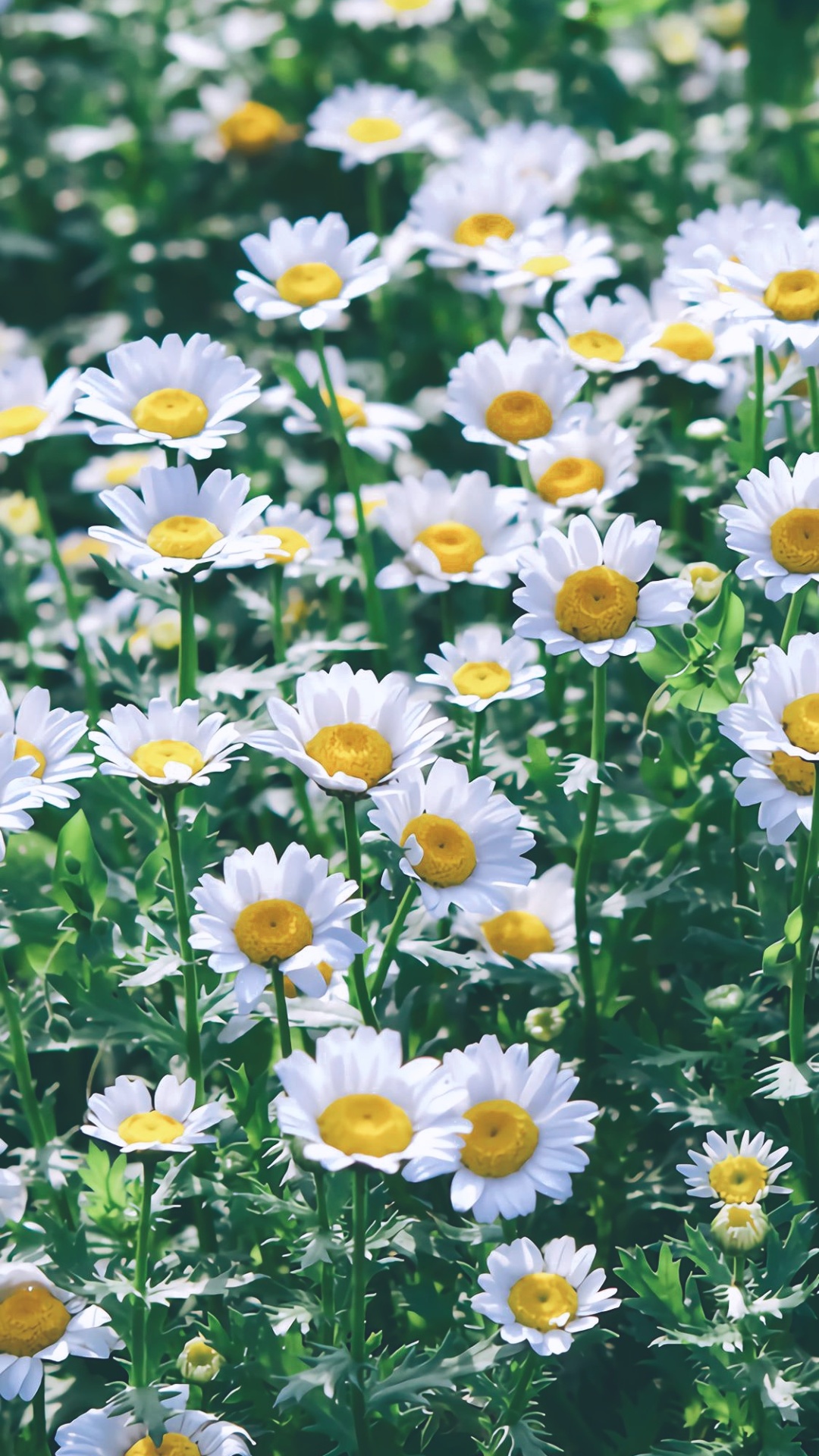 小清新菊花微信全局背景