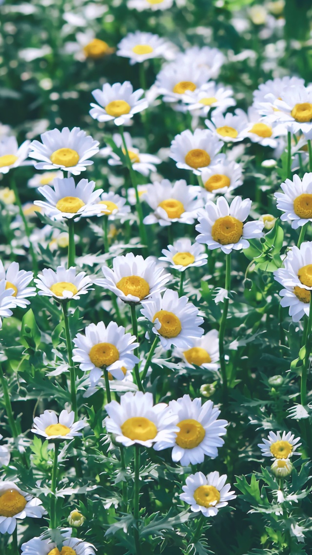 小清新菊花微信全局背景