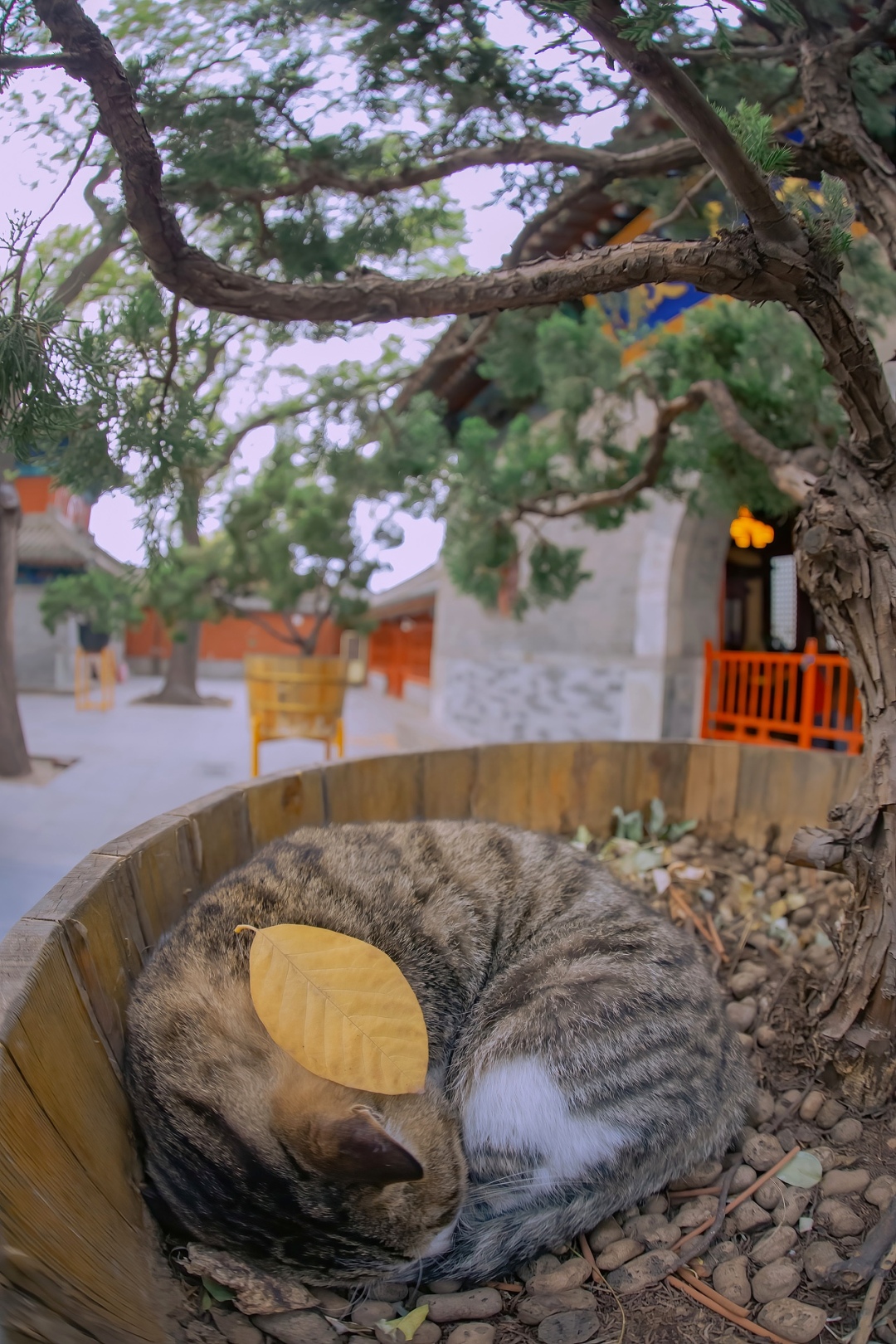 治愈貓咪微信聊天背景圖高清