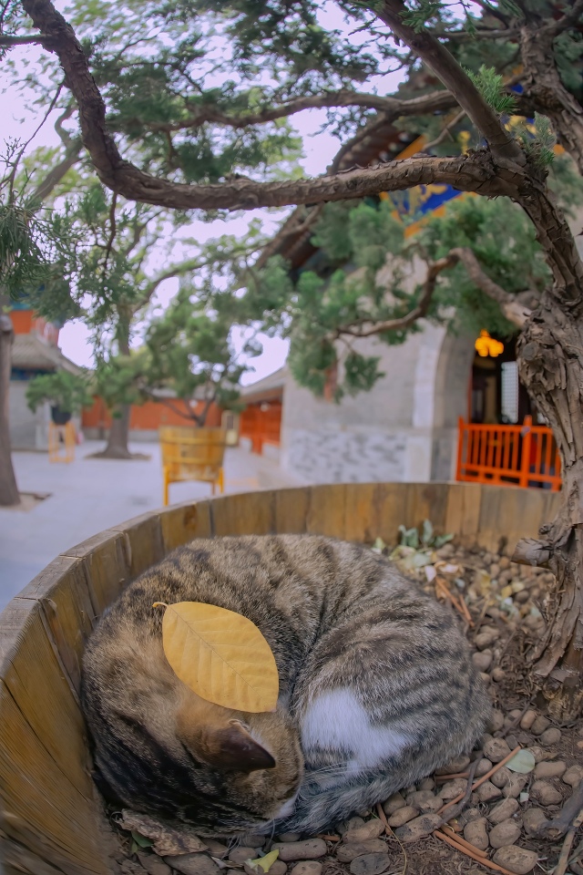 治愈猫咪微信聊天背景图高清
