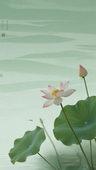 荷花6