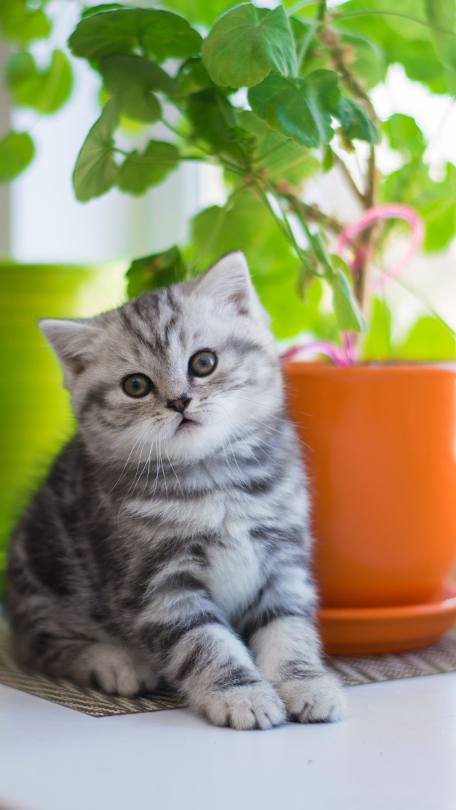 微信聊天背景#可爱的猫咪 萌 (2)